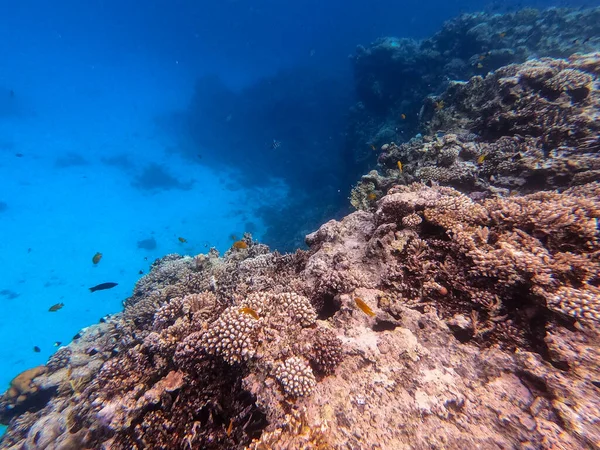 Vue Panoramique Sous Marine Récif Corallien Avec Des Poissons Tropicaux — Photo