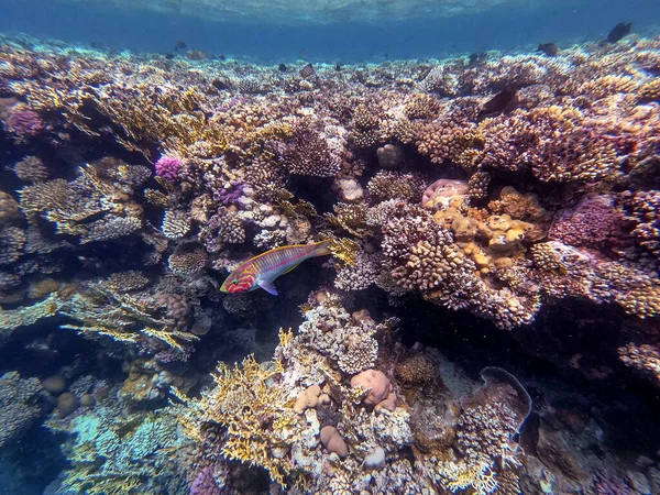 stock image Klunzinger's wrasse known as Thalassoma rueppellii underwater at the coral reef. Underwater life of reef with corals and tropical fish. Coral Reef at the Red Sea, Egypt