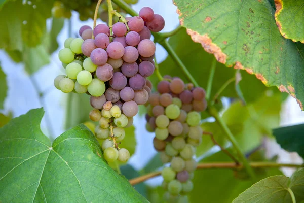 Bukiet Winogron Różowymi Zielonymi Jagodami Wiszącymi Krzew Winogron Winnicy Bliska — Zdjęcie stockowe