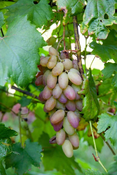 Bos Van Roze Druiven Met Grote Bessen Opknoping Druiven Struik — Stockfoto