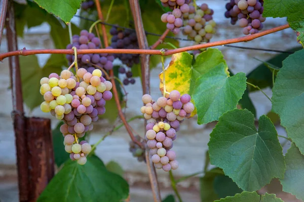 一串葡萄 上面挂着粉红色和绿色的浆果 挂在葡萄园的葡萄树丛中 莱伊后挂在花园里的串葡萄的特写视图 — 图库照片
