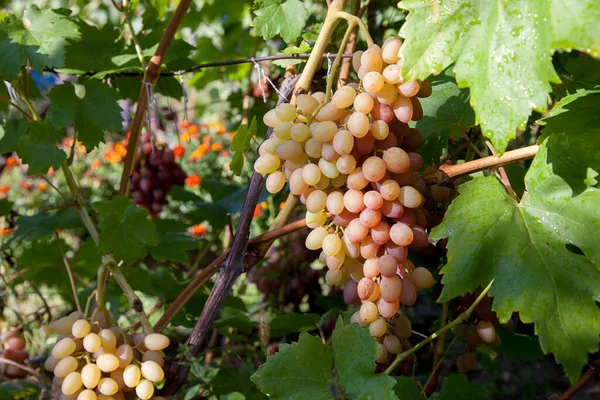 Bukiet Różowych Winogron Dużymi Jagodami Wiszącymi Krzew Winogron Winnicy Bliska — Zdjęcie stockowe