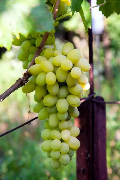一串绿色葡萄挂在葡萄园的葡萄树丛上 近距离观看一串绿色葡萄挂在花园后 Rai — 图库照片