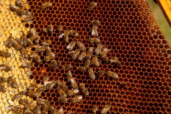 甘い蜂蜜で蜂の巣から取ったばかりの蜂の巣のフレーム 美しい茶色のハニカムに集められたミツバチの蜂蜜と花粉 甘い蜂蜜のための開いて密封された細胞と黄色のハニカムの忙しい蜂 — ストック写真