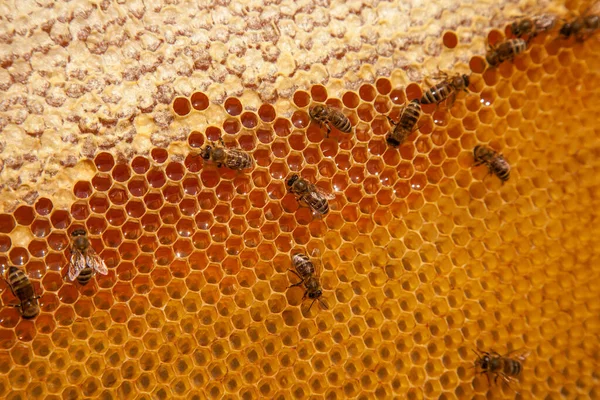 मधम मधम मधम मधम मधम — स्टॉक फोटो, इमेज