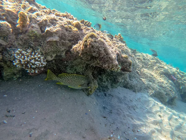 Blisko Widok Kolorowe Tropikalne Czarne Plamki Gumowe Ryby Lub Plectorhinchus — Zdjęcie stockowe