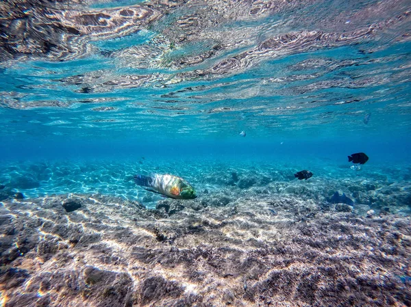 在珊瑚礁附近 可以近距离看到热带的大型扫帚尾藻 被称为 Cheilinus Lunulatus 珊瑚礁与珊瑚和热带鱼的水下生活 埃及红海的珊瑚礁 — 图库照片