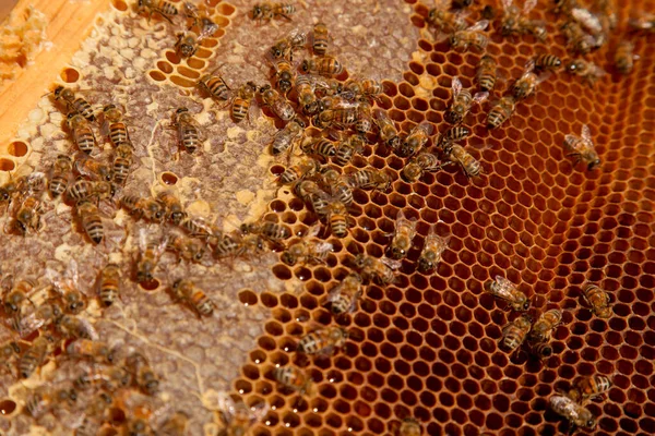 甘い蜂蜜で蜂の巣から取ったばかりの蜂の巣のフレーム 甘い蜂蜜のための開いて密封された細胞と黄色のハニカム上の忙しいミツバチ ビー蜂蜜収集でザ美しいです茶色いハニカム ストック画像