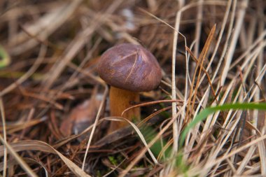 Boletus badius, imleria badia ya da Bay Bolete 'nin sonbahar mevsiminde yosun ve kuru yaprakların arasında büyümesini yakından izleyin. Yenilebilir ve gözenekli mantarların kadife rengi kahverengi veya kestane rengi başlıkları vardır.