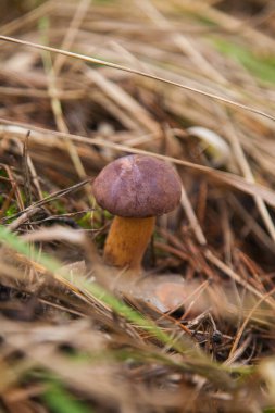 Boletus badius, imleria badia ya da Bay Bolete 'nin sonbahar mevsiminde yosun ve kuru yaprakların arasında büyümesini yakından izleyin. Yenilebilir ve gözenekli mantarların kadife rengi kahverengi veya kestane rengi başlıkları vardır.