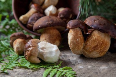 Boletus badius, imleria badia ya da Bay bolete ve Porcini mantarlarının sonbahar kompozisyonu yaygın olarak Boletus Edulis olarak bilinir, kil kase ile mantarlar eski ahşap arka planda yeşil çam ağacı dalı ve eğreltiotu yaprağı sırtı