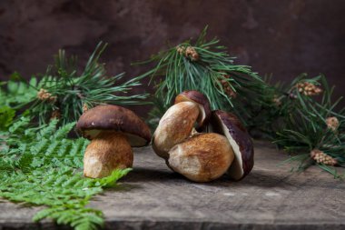 Birkaç Boletus badius, imleria badia ya da Bay bolete mantarlarının sonbahar kompozisyonu eski ahşap arka planda eğreltiotu yeşil yaprağı ve arkasında çam ağacı dalı ile birlikte. Yenilebilir ve gözenekli mantarların kadife rengi kahverengi veya kestane rengi başlıkları vardır.