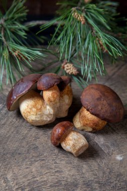 Birkaç Boletus badius, imleria badia ya da Bay bolete mantarlarının sonbahar kompozisyonu arkada çam ağacı dalı olan eski ahşap arka planda. Yenilebilir ve gözenekli mantarların kadife rengi kahverengi veya kestane rengi başlıkları vardır.