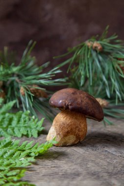 Sonbahar kompozisyonu tek boletus badius, imleria badia ya da bay bolete eğreltiotu yeşili yaprak ve arkasında çam ağacı dalı olan klasik ahşap arka planda. Yenilebilir ve gözenekli mantarların kadife rengi kahverengi veya kestane rengi başlıkları vardır.