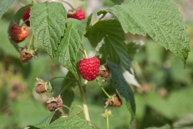 Bir sürü kırmızı olgun ahududu bir Bush. Taze organik çilek ahududu kamışı üzerinde yeşil yaprakları ile kapatın. Yaz Bahçe köyünde. Çilek hasat çiftliğinde büyüyen