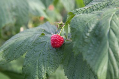Bir sürü kırmızı olgun ahududu bir Bush. Taze organik çilek ahududu kamışı üzerinde yeşil yaprakları ile kapatın. Yaz Bahçe köyünde. Çilek hasat çiftliğinde büyüyen