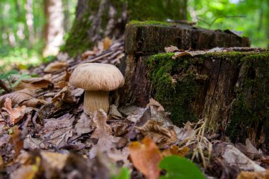 Boletus edulis (cep, penny topuz, porcino veya kral bolete, genellikle porcini mantar denir) yosun ve kuru düşmüş yaprakları arasında orman zeminde sonbahar sezonunda yetişir