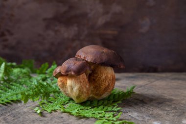 Birkaç Boletus badius, imleria badia ya da Bay bolete mantarlarının sonbahar kompozisyonu. Arkası eğreltiotu yeşili yapraklı, eski ahşap arka planda. Yenilebilir ve gözenekli mantarların kadife rengi kahverengi veya kestane rengi başlıkları vardır.