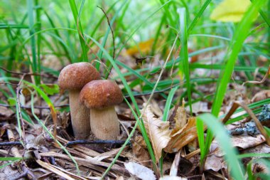 Boletus edulis mantar ailesi (cep, penny topuz, porcino veya kral bolete, genellikle porcini mantar denir) yosun, yeşil çim ente ve sonbahar sezonunda düşmüş yaprakları arasında orman zeminüzerinde yetişir