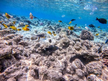 Balıkların farklı türleri - yelken tang veya Desjardin 'in yelken yüzgeci tang, Hipposcarus longiceps veya Uzun Burunlu Parrotfish, Rhinecanthus suikast balığı veya Picasso tetikleyici, Birdmouth wrasse, Klunzinger' s wrasse ve diğer tropikal balıklar