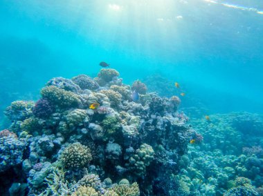 Sualtı panoramik mercan resifleri tropikal balıklar, deniz yosunları ve Mısır 'daki mercanlar. Acropora gemmifera ve Hood mercanı ya da Pürüzsüz karnabahar mercanı (Stylophora pistillata), Lobophyllia hemprichii, Acropora hemprichii veya Pristine Stag