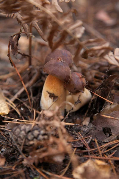 生长在秋天松树林中的Boletus Badius Imleria Badia或Bay Bolete一家 食用菌和豆科植物有天鹅绒的深褐色或栗色的帽子 — 图库照片