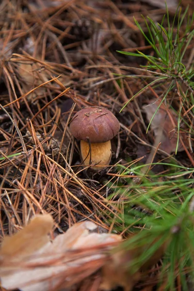 Boletus badius, imleria badia ya da körfez bolete 'nin sonbahar çam ağacı ormanlarında büyümesini yakından izleyin. Yenilebilir ve gözenekli mantarların kadife rengi kahverengi veya kestane rengi başlıkları vardır.