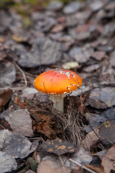 野生苍蝇阿加里奇与红色杯蘑菇是美丽的蘑菇 但非常有毒 飞阿加里奇 飞阿玛尼塔 Amanita Muscaria 现在主要以其在秋季森林中的致幻特性而闻名 — 图库照片