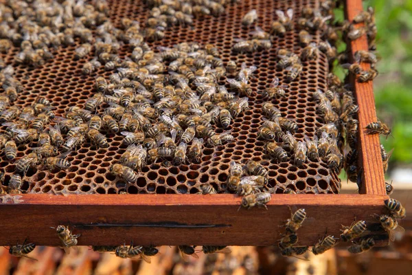 Рамки Пчелиного Улья Закройте Вид Работающих Пчел Медовой Гребенке Пчелы — стоковое фото