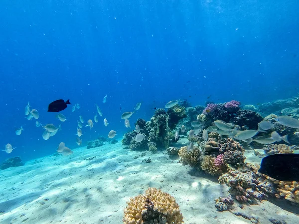 サンゴ礁で水中でのサルゴスやホワイト シーバム 英語版 の浅瀬 Dipl説 サルガス魚として知られている サンゴや熱帯魚とサンゴ礁の水中生活 エジプト紅海のサンゴ礁 — ストック写真