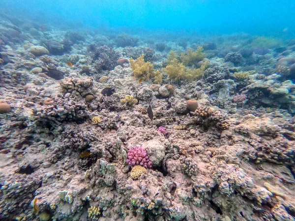 Vista Panorâmica Subaquática Recife Coral Com Peixes Tropicais Algas Marinhas — Fotografia de Stock