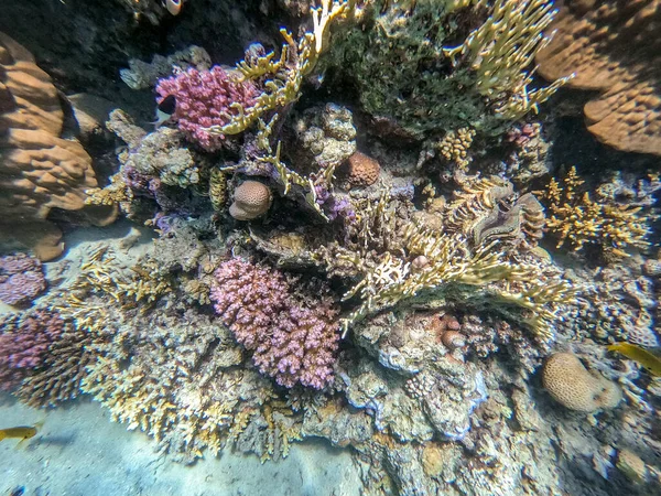 エジプトで熱帯魚 サンゴとサンゴ礁の水中パノラマビュー スタイロフォラ ピスティラータ ロボフィリア ヘププリシイ アクロポラ ヘププリシイ ファビア ファンなど — ストック写真