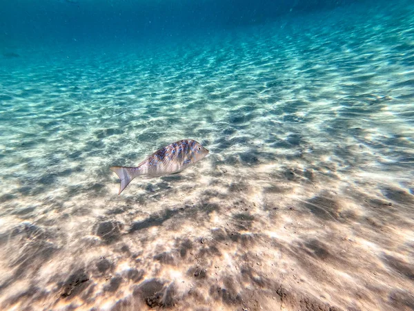 Тропическая Рыба Император Известная Lethrinus Nebulosus Водой Коралловом Рифе Подводная — стоковое фото