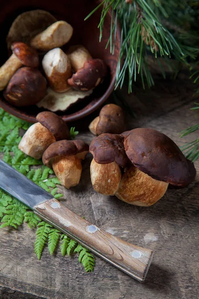 Boletus badius, imleria badia ya da bay bolete 'nin sonbahar kompozisyonu, mantarlı kil kasesi ve çam ağacının yeşil dallı ve eğreltiotu yapraklı klasik ahşap arka planda bıçak. Yenilebilir ve gözenekli mantarların kadife kahverengi veya kestane rengi vardır. 