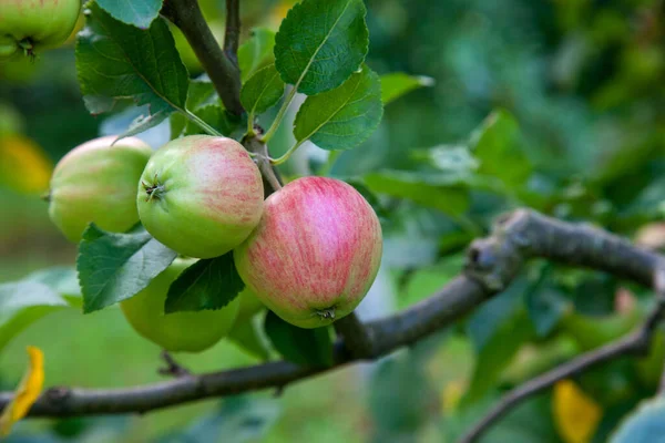 stock image Green apples on a branch ready to be harvested. Summer garden in village. Selective focus of apple branch with fruits in sunligh