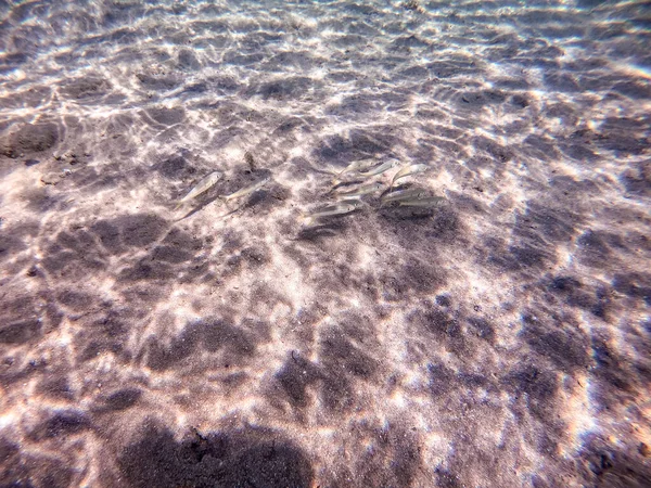 Keçi Balığı Sürüsü Mercan Resifinde Kum Denizinin Dibinde Mercanlar Tropikal — Stok fotoğraf