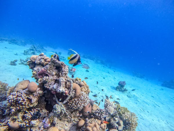 Mercan Resifinde Heniochus Ara Suyu Olarak Bilinen Kızıl Deniz Sancak — Stok fotoğraf