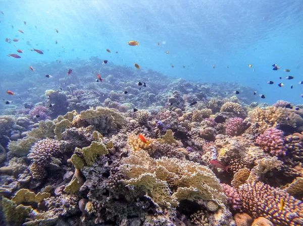 Podwodny Panoramiczny Widok Rafy Koralowej Płycizną Lyretail Mrowiska Pseudanthias Squamipinnis — Zdjęcie stockowe