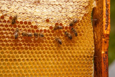 Arı kovanının çerçeveleri. Tatlı bal için açık ve mühürlü hücreleri olan sarı bal peteğinde meşgul arılar. Arı balı toplanmış güzel sarı bal peteğinde