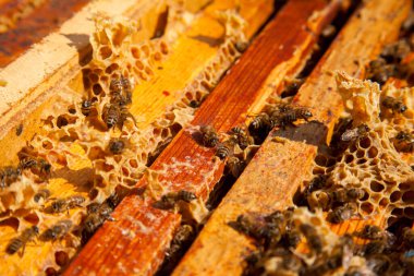 Arı kovanının çerçeveleri. Bal arılarının oluşturduğu çerçeveleri gösteren açılan kovan gövdesinin yakından görünümü