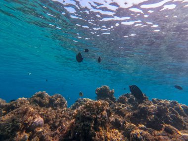 Sualtı panoramik mercan resifleri tropikal balıklar, deniz yosunları ve Mısır 'daki mercanlar. Acropora gemmifera ve Hood mercanı ya da Pürüzsüz karnabahar mercanı (Stylophora pistillata), Lobophyllia hemprichii, Acropora hemprichii veya Pristine Stag