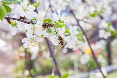 İlkbaharda meyve bahçesi. Tatlı bal yapmak için polen ve nektar toplama elma ağacının beyaz çiçek üzerinde bal arısı yakından görünümü. Bahçede elma ağacının küçük yeşil yaprakları ve beyaz çiçekleri