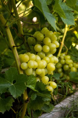Üzüm bağında asılmış bir demet yeşil üzüm. Bahçede asılı bir demet yeşil üzümün yakın görüntüsü