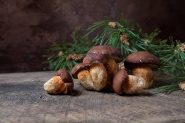 Birkaç Boletus badius, imleria badia ya da Bay bolete mantarlarının sonbahar kompozisyonu. Arkasında yeşil çam dalı olan eski ahşap arka planda. Yenilebilir ve gözenekli mantarların kadife rengi kahverengi veya kestane rengi başlıkları vardır.