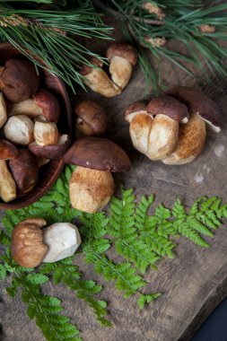 Boletus badius, imleria badia ya da Bay bolete ve Porcini mantarlarının sonbahar kompozisyonu yaygın olarak Boletus Edulis olarak bilinir, kil kase ile mantarlar eski ahşap arka planda yeşil çam ağacı dalı ve eğreltiotu yaprağı sırtı