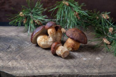 Birkaç Boletus badius, imleria badia ya da Bay bolete mantarlarının sonbahar kompozisyonu arkada çam ağacı dalı olan eski ahşap arka planda. Yenilebilir ve gözenekli mantarların kadife rengi kahverengi veya kestane rengi başlıkları vardır.