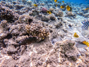 Tropikal Abudjubbe 'nin 