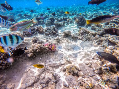 Balıkların farklı türleri - yelken tang veya Desjardin 'in yelken yüzgeci tang, Hipposcarus longiceps veya Uzun Burunlu Parrotfish, Rhinecanthus suikast balığı veya Picasso tetikleyici, Birdmouth wrasse, Klunzinger' s wrasse ve diğer tropikal balıklar