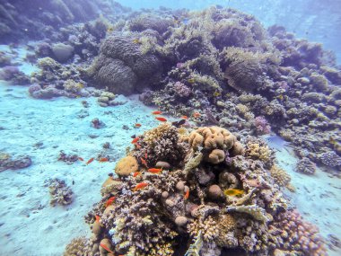 Sualtı panoramik mercan resifinin Lyretail anthias sürüsü (Pseudanthias squamipinnis) ve diğer tropikal balık türleri, deniz yosunları ve mercanlar ile Kızıl Deniz, Mısır. Acropora gemmifera ve Hood mercanı veya Pürüzsüz karnabahar mercanı (Stylophora 