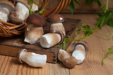 Yenebilir orman mantarları. Toplanan yabani porcini mantar yığını (sepet, porcino veya kral bolete, genellikle boletus edulis olarak bilinir), mantarlı hasır sepeti ve sonbahar mevsiminde ahşap arka planda yeşil üzüm yaprakları.